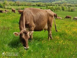 BestDairy